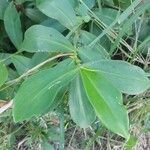 Costus spiralis Blatt