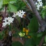 Galium pumilum Çiçek