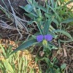 Commelina albescens 葉