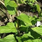 Scrophularia nodosa Blad