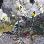 Hieracium sutteri Hábito