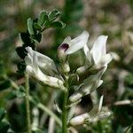 Astragalus depressus autre