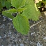 Lamium flexuosum List