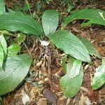 Tacca integrifolia Habitus