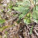 Taraxacum obovatum फल