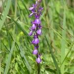 Anacamptis palustris Virág