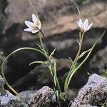 Gagea serotina Libunga