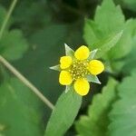 Geum urbanum Blomst