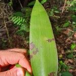 Vanilla planifolia Blatt
