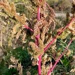 Amaranthus hybridus ᱵᱟᱦᱟ