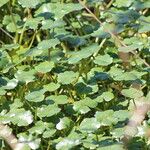 Hydrocotyle ranunculoides 整株植物