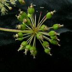 Aralia cachemirica Агульны выгляд