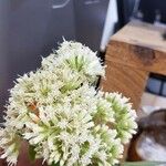 Mikania cordifolia Flor
