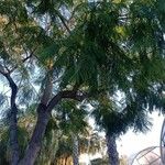 Jacaranda mimosifolia 叶