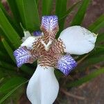 Neomarica gracilis Blomst