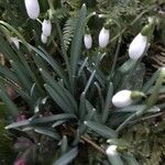 Galanthus plicatus List
