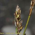 Carex curvula Fleur
