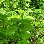 Veratrum lobelianum पत्ता