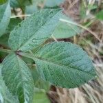 Bidens pilosa Feuille