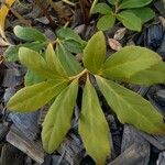 Helleborus niger Hoja