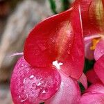 Begonia maculataBlomst