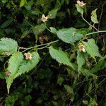 Kerria japonica Leaf