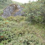 Rhododendron anthopogon Natur