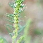 Bassia scoparia Blomma