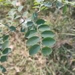 Phyllanthus reticulatus Folha