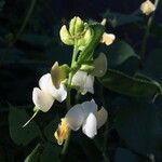 Phaseolus lunatus Blüte