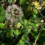 Allium grande Flor