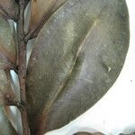 Humiria balsamifera 其他