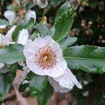 Eucryphia cordifolia