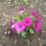 Osteospermum ecklonis Hábitos