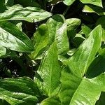 Rumex arifolius Leaf