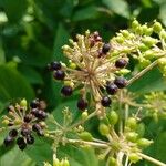 Aralia racemosa Gyümölcs