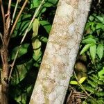 Cecropia obtusifolia 樹皮