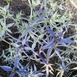 Eryngium triquetrum Floro