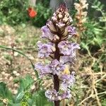 Orobanche crenata फूल