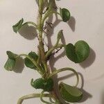 Heteranthera reniformis Likasa