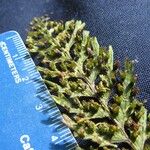 Hymenophyllum fucoides Other
