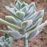 Echeveria pulvinata Агульны выгляд