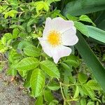 Rosa caninaFleur