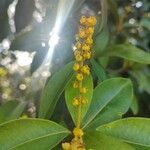 Byrsonima spicata Flors