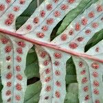 Polypodium vulgare Fruit