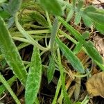 Gazania rigens var. uniflora x linearis Deilen