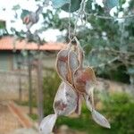 Acacia podalyriifolia 果実