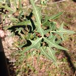 Berberis trifoliolata Folha