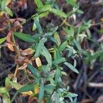 Symphyotrichum novi-belgii Blad