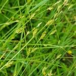 Carex remota 果實